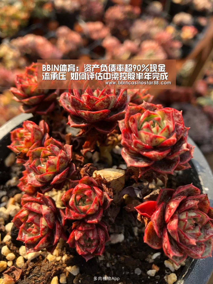 BBIN体育:资产负债率超90%现金流承压 如何评估中梁控股半年完成4成销售额?(图2) BBIN体育